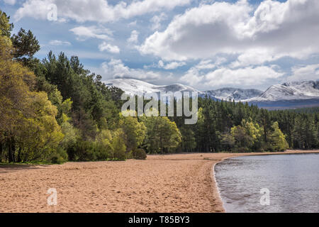 Sandstrand am Loch Morlich im Cairngorms Stockfoto