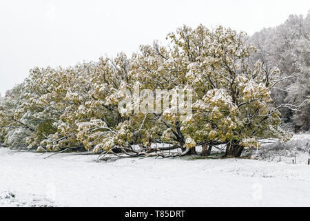 Golden Willow Bäume mit Laub im Frühjahr frisch 9. Mai Frühling Schneesturm; Salida, Colorado, USA Stockfoto