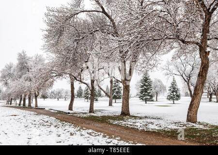 Schmutz weg & Fremont Cottonwood Bäumen mit federblättern in frischen 09. Mai Frühling Schneesturm; Salida, Colorado, USA Stockfoto