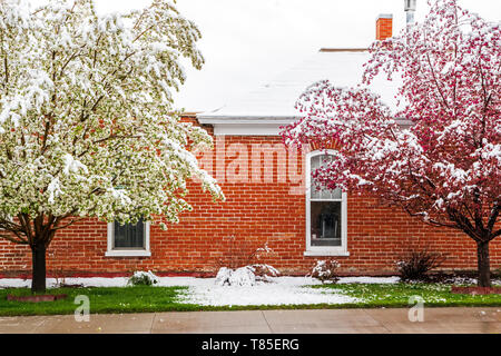 Asiatische Birne & crabapple Bäume in Blüte bestäubt Frühling Schnee; Salida, Colorado, USA Stockfoto