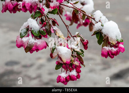 Crabapple tree abgestaubt im Frühling Schnee; Salida, Colorado, USA Stockfoto