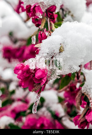 Crabapple tree abgestaubt im Frühling Schnee; Salida, Colorado, USA Stockfoto