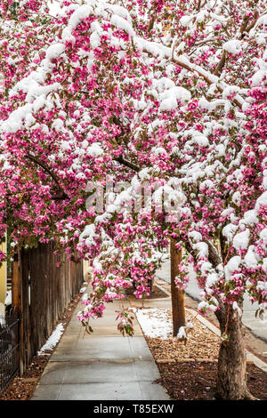 Crabapple tree abgestaubt im Frühling Schnee; Salida, Colorado, USA Stockfoto