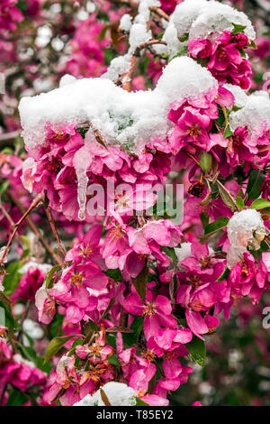 Crabapple tree abgestaubt im Frühling Schnee; Salida, Colorado, USA Stockfoto