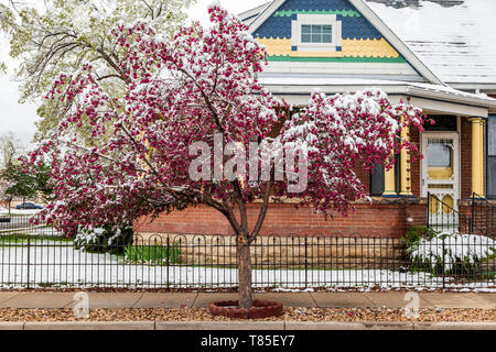 Crabapple tree abgestaubt im Frühling Schnee; Salida, Colorado, USA Stockfoto