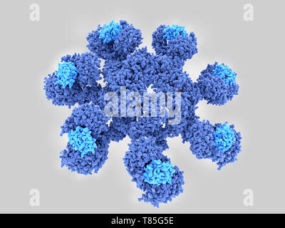 Apoptosome Zelltod Protein, molekulare Modell Stockfoto