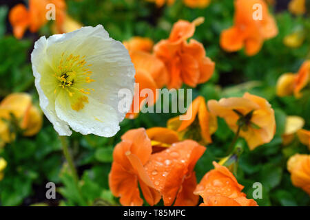 Garten Mohn nach kurzer Frühling Regen. In den Botanischen Gärten in Albuquerque, New Mexico fotografiert. Stockfoto