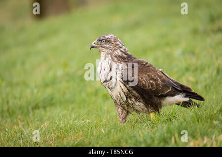 Bussard auf der Suche nach einem schweren Regen nass Dusche Stockfoto