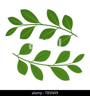 Einstellen der Zweige mit Blättern. Vector Illustration. Grüne Zweige mit Blättern isoliert. Stock Vektor