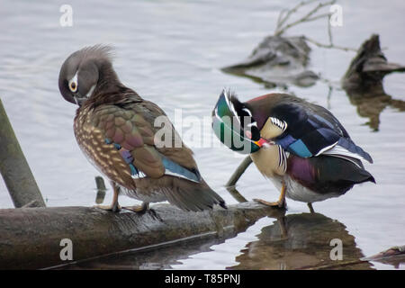 Schöne weibliche und männliche Holz enten selbst Reinigung thront auf einem anmelden. Atemberaubende Farben von grün und blau zu Violett und Orangen Stockfoto