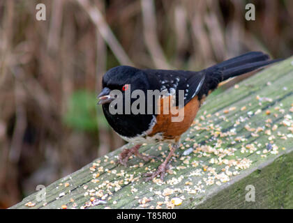 Schöne gefleckte towhee Vogel in British Columbia. Warten auf einige Samen im Winter. Schwarz, gefleckt Federn, leuchtend orange Bauch und rote Augen. Stockfoto