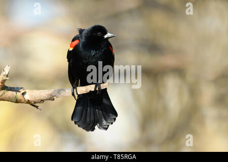 Ein Red-winged blackbird Sitzstangen auf einem Zweig bei Sonnenaufgang an ashbridges Bay Park in Toronto, Ontario. Stockfoto