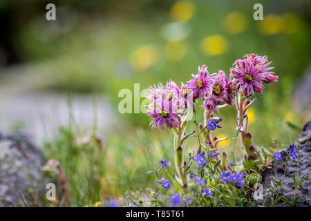 Frankreich, Hautes Alpes, Nevache, La Claree Tal, Haus Lauch oder Berg Hühner und Küken (Sempervivum montanum), Blumen Stockfoto