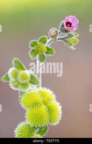 Von Blue hound Zunge wildflower Stockfoto