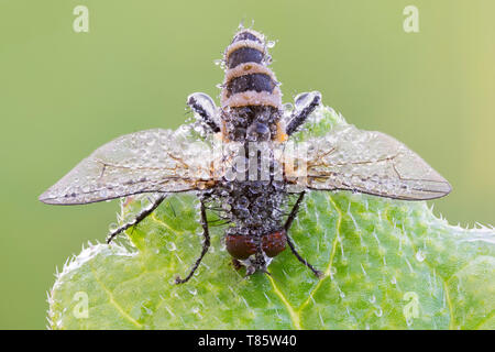 Entomopathogenic Fungus infiziert Fliegen Stockfoto