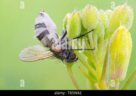 Entomopathogenic Fungus infiziert ein Tiger fliegen Stockfoto