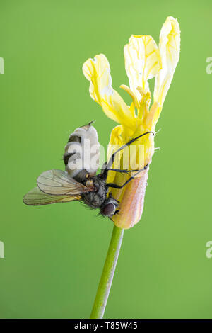 Entomopathogenic Fungus infiziert ein Tiger fliegen Stockfoto