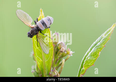 Entomopathogenic Fungus infiziert ein Tiger fliegen Stockfoto