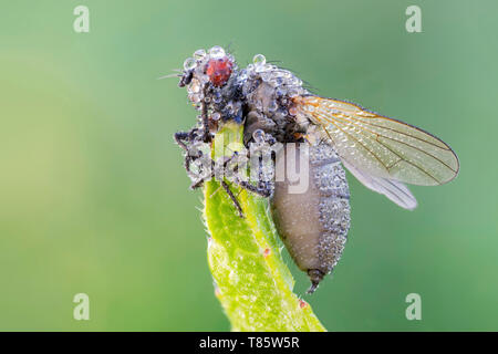 Entomopathogenic Fungus infiziert Fliegen Stockfoto