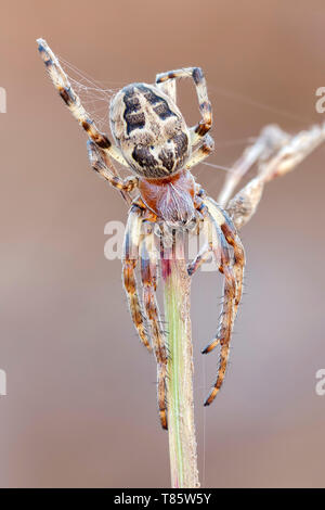 Furche Spider Stockfoto