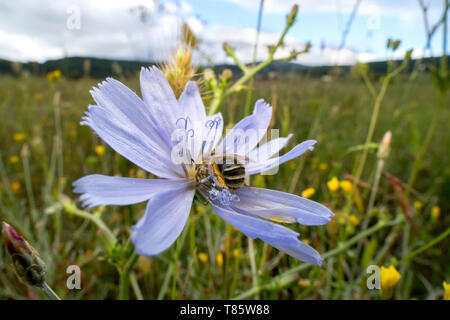 Habropoda bee Stockfoto