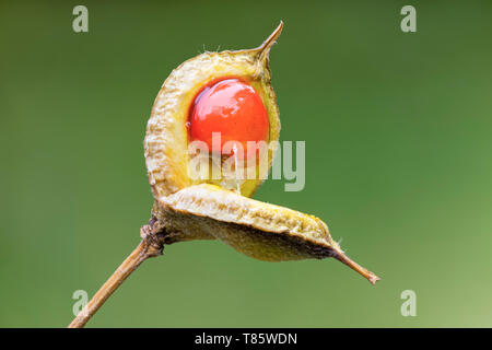 Japanische mock orange (Pittosporum tobira) Samen Stockfoto