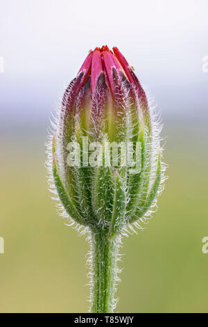 Stinkende Falken Bart wildflower Stockfoto