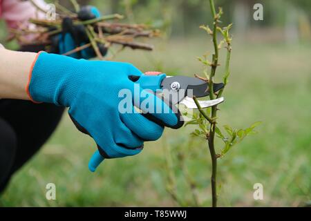 Nahaufnahme von Gärtnern Hand in Schutzhandschuhe mit Garten Gartenschere, Feder Beschneidung der Rosenbusch Stockfoto