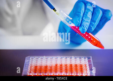 Pipettieren Probe Stockfoto