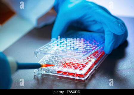 Pipettieren Probe Stockfoto