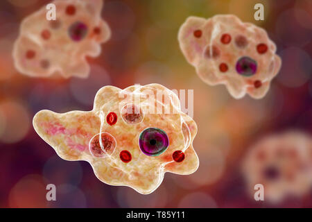 Parasitäre Amöbe, Abbildung Stockfoto