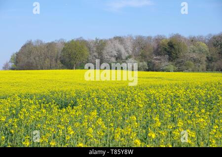 Raps Feld in der Nähe von Paris in Frankreich, Europa Stockfoto