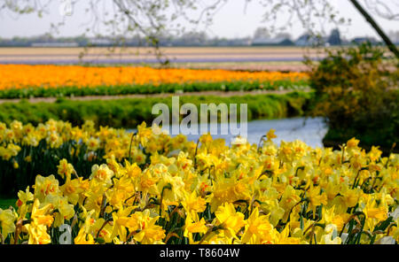 Bunte Tulpen in den Zeilen in einem Feld in der Nähe von Lisse, Niederlande wächst. Die Farben geben eine gestreifte Wirkung. Narzissen in den Vordergrund. Stockfoto