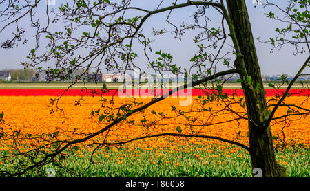 Bunte Tulpen in den Zeilen in einem Feld in der Nähe von Lisse, Südholland, Niederlande wächst. Die Farben geben eine gestreifte Wirkung. Im HDR fotografiert. Stockfoto