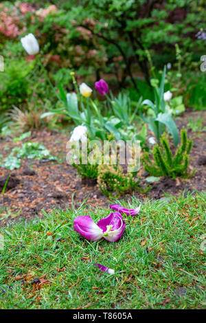 Gefallenen Tulip Kopf auf dem Rasen durch die versunkenen Garten Denzell Haus und Gärten, Dunham Rd, Bowdon, Trafford, Greater Manchester Stockfoto