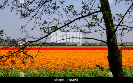 Bunte Tulpen in den Zeilen in einem Feld in der Nähe von Lisse, Südholland, Niederlande wächst. Die Farben geben eine gestreifte Wirkung. Im HDR fotografiert. Stockfoto