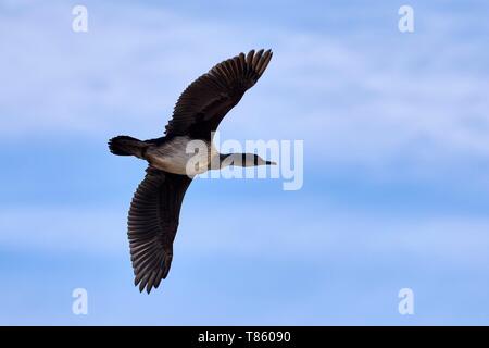 Frankreich, Französische Süd- und Antarktisgebiete, Kerguelen, Kerguelen shag (dendrocopos Verrucosus) im Flug Stockfoto