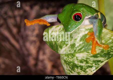 Red Eyed Tree Frog versteckt sich hinter dem Blatt und wollen etwas zu tippen Stockfoto