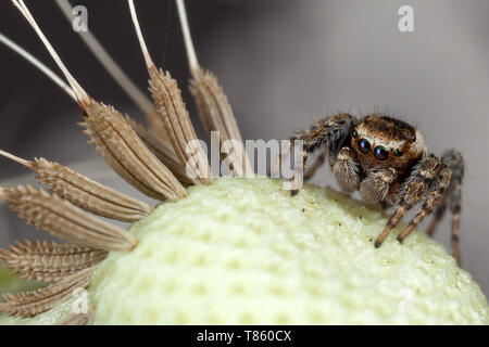 Jumping spider und Löwenzahn Samen Stockfoto