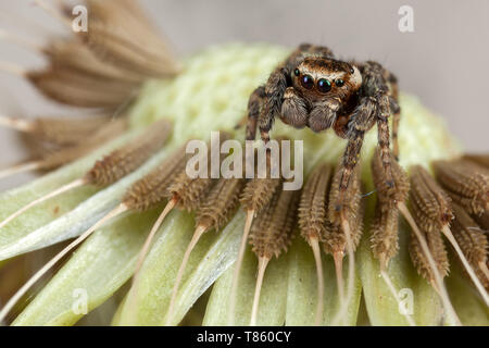 Jumping spider und Löwenzahn Samen Stockfoto