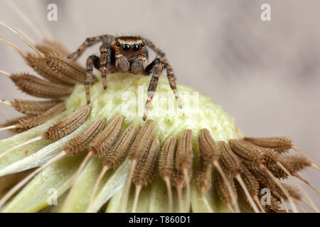 Jumping spider und Löwenzahn Samen Stockfoto