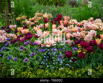 Chenies Manor Gardens Anfang Mai mit La Belle Epoque Tulpen Masse mit Antraciet Tulpen und Laub gepflanzt. Stockfoto