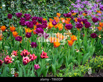 Chenies Manor Gardens Anfang Mai Detail der Tulip Grenze mit lebendigen Farben von Orange, Violett und Braun; inklusive Anfrage, Schwarz Juwel und Slawa. Stockfoto