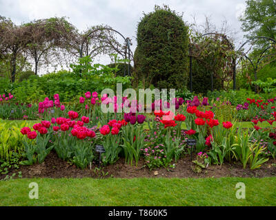 Das Tulip Festival im Chenies Manor Gardens Anfang Mai durch den Torbogen gehen mit lebendigen, rosa, lila Tulpen und hell grün umrahmt. Stockfoto
