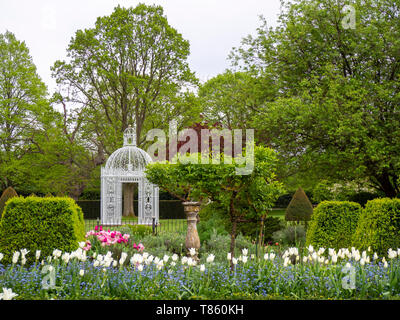 Die weiße Pagode im Parterre an chenies Manor Gardens Anfang Mai mit Weißen tuilp Triumphator und Formgehölze im Querformat. Stockfoto