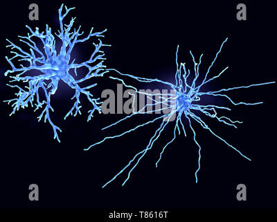 Protoplasmic und faserige Astrozyten, Abbildung Stockfoto