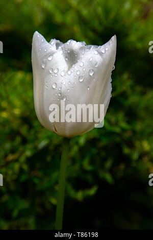 Nahaufnahme von Tulpen an denzell Haus und Gärten, Dunham Rd, Bowdon, Trafford, Greater Manchester Stockfoto