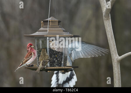 Lila männlichen Purple Finch mit weiblichen und Taube flatterte zum Kauf auf einem Hinterhof Sonnenblumenkerne feeder Toronto Stockfoto