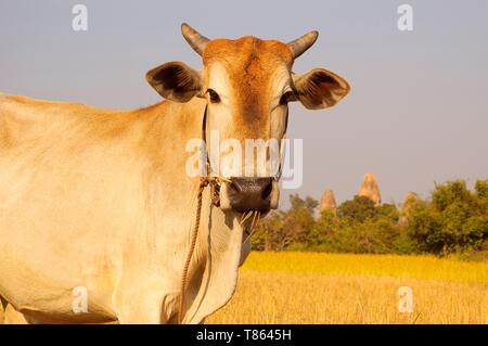 Kambodscha, Angkor, Ernte von Reis vor Pre Rup Tempel Stockfoto