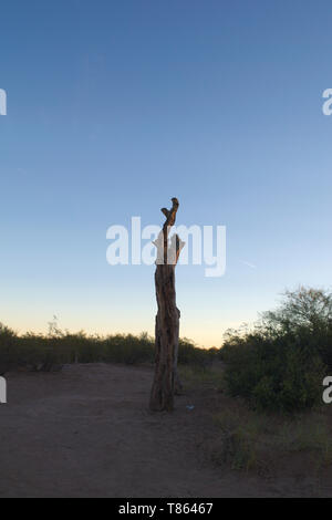 Toter Baum bei Sonnenuntergang in der Wüste von Lavalle, Provinz Mendoza, Argentinien Stockfoto
